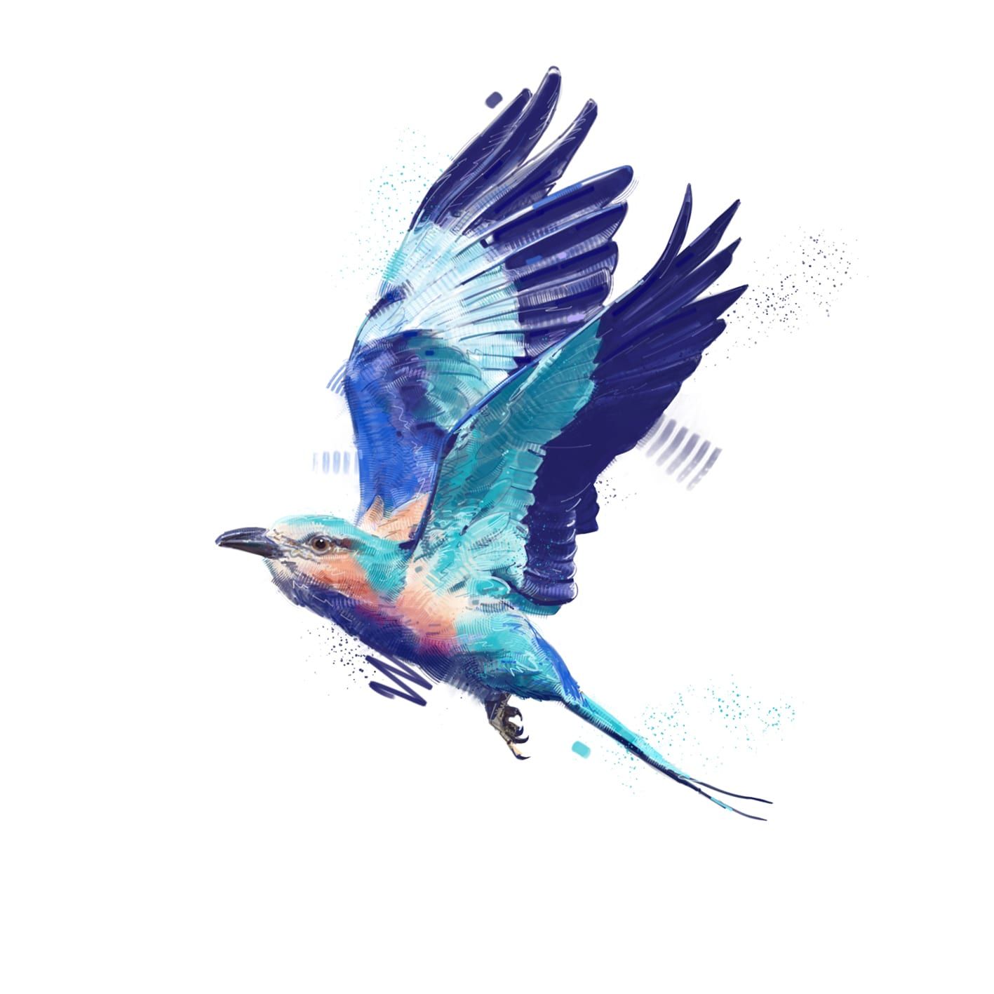Painted illustration by Seb Antoniou — a lilac-breasted roller in flight, wings spread, in deep blue and turquoise against white.